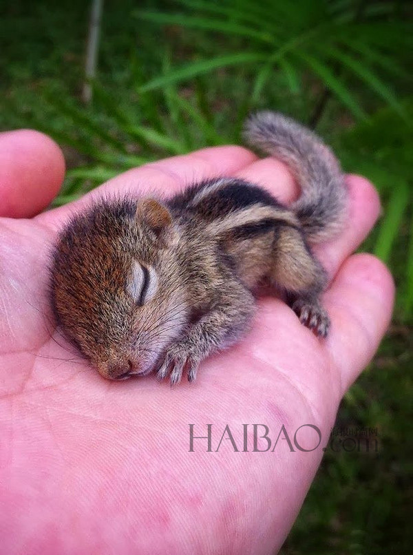 被遺棄的小松鼠萌醒地球人(組圖)