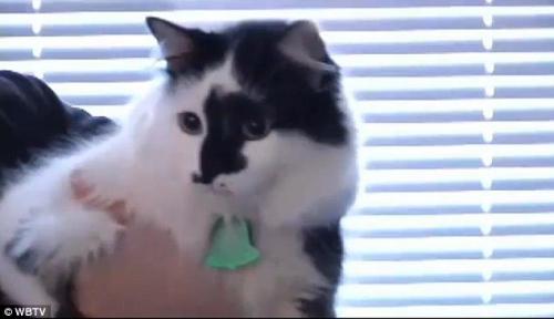 “兇悍”寵物貓發(fā)怒 全家人躲臥室報警求助