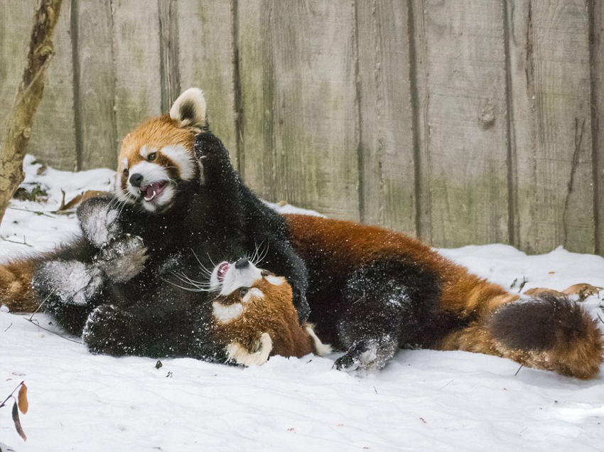 逗趣！美動物園小熊貓雪中嬉鬧打滾(組圖)