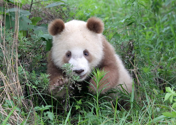 Shaanxi highlights its natural attractions