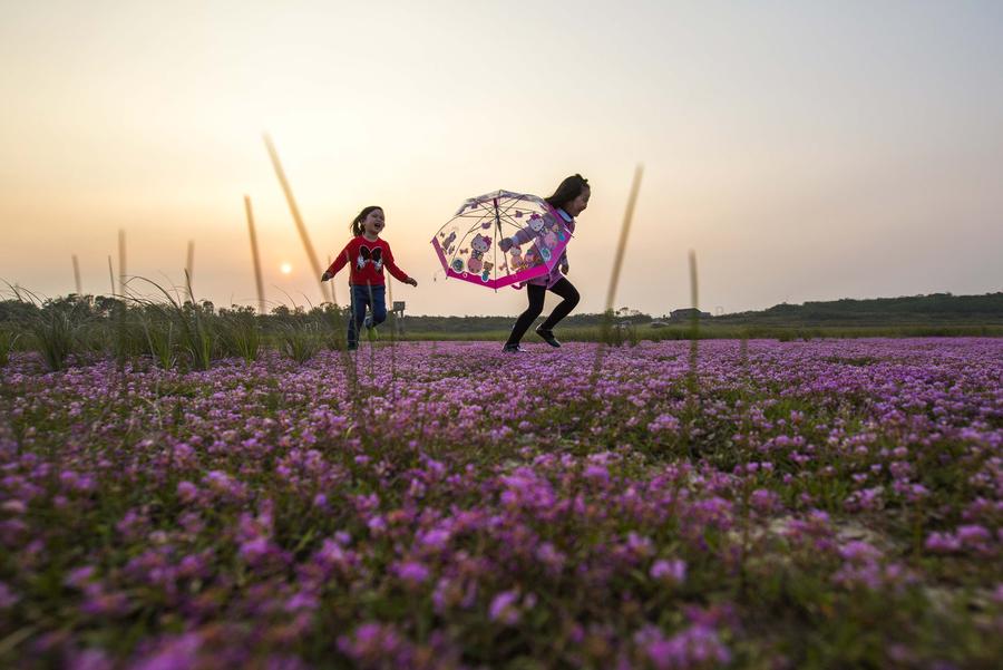 Sea of purple flowers in China's Jiangxi
