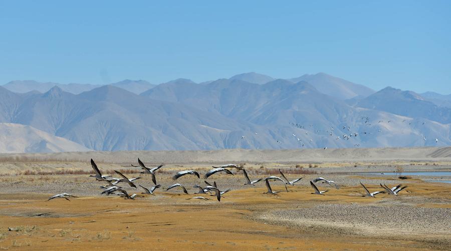 Black-necked cranes seen along Yarlung Zangbo River