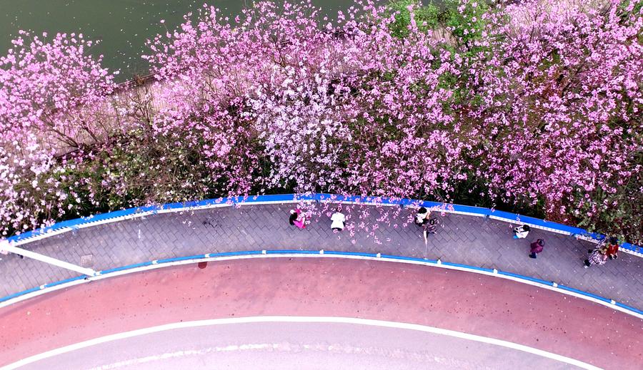 Road under bauhinia blossoms seen in Liuzhou, China's Guangxi