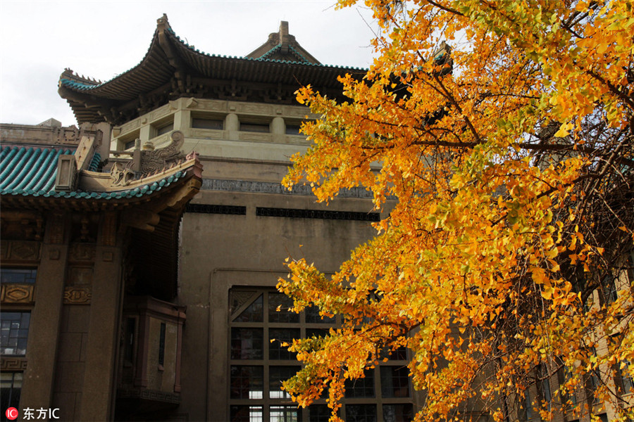 Golden ginkgo leaves lighten up Wuhan University