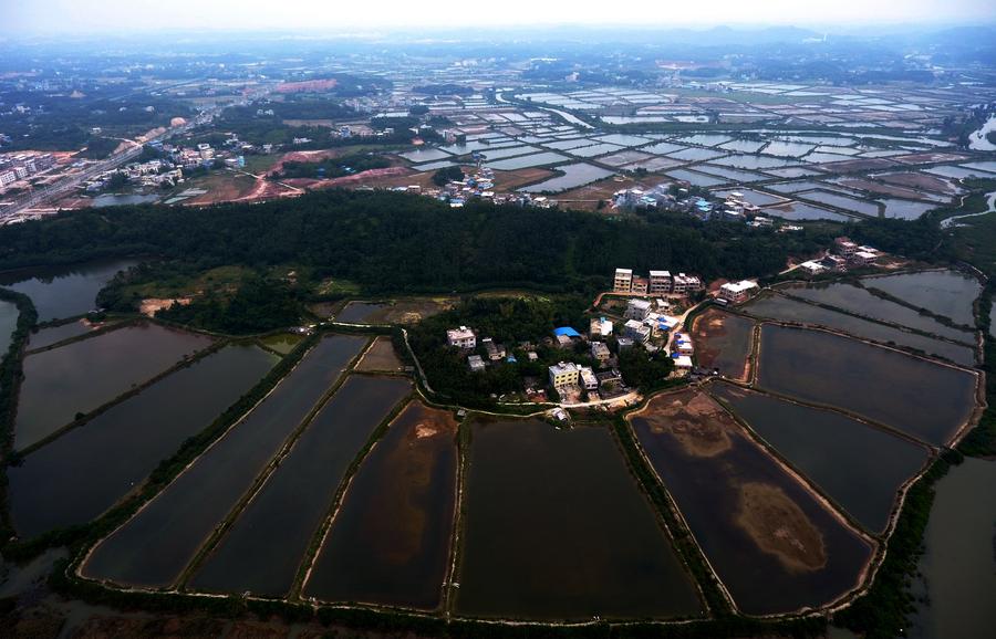 Shrimp pools seen in South China's Guangxi
