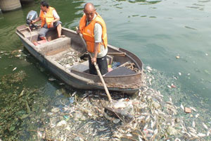 Trending: Heat killed fish?