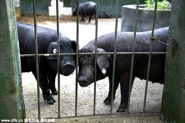 Crocodile kisses could mean a career for some job hunters