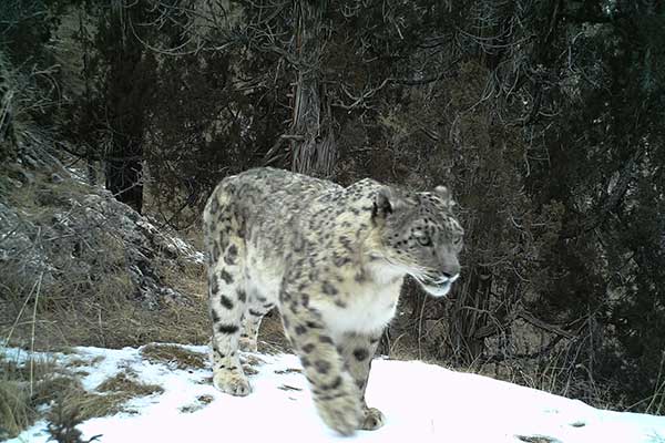 In search of the elusive snow leopard