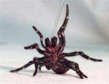 spider, nude, nudist