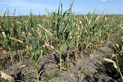 Drought stricken corn withers in a field in Linton, N.D., Wednesday, July 26, 2006. Fields of wheat, durum and barley in the Dakotas this dry summer will never end up as pasta, bread or beer. What is left of the stifled crops has been salvaged to feed livestock struggling on pastures where hot winds blow clouds of dirt from dried-out ponds. (AP Photo