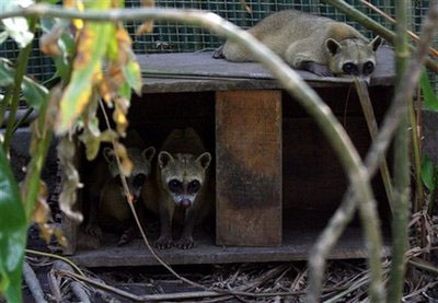 4 cops accused of stealing 1,000 animals