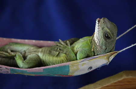 Lizard, 'Cheese' for the camera!