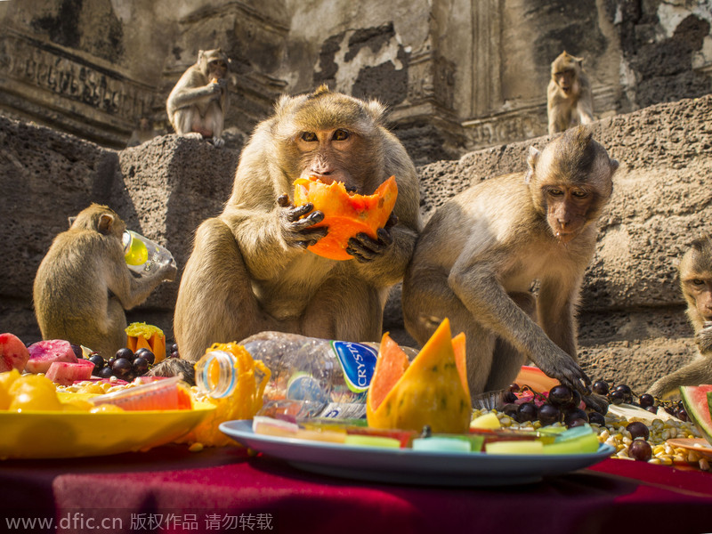 Monkeys have their 'Thanksgiving' in Thailand