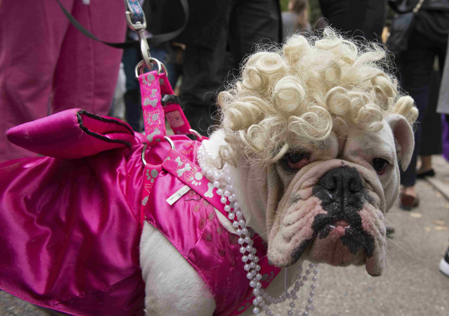 Halloween Dog Parade held in New York