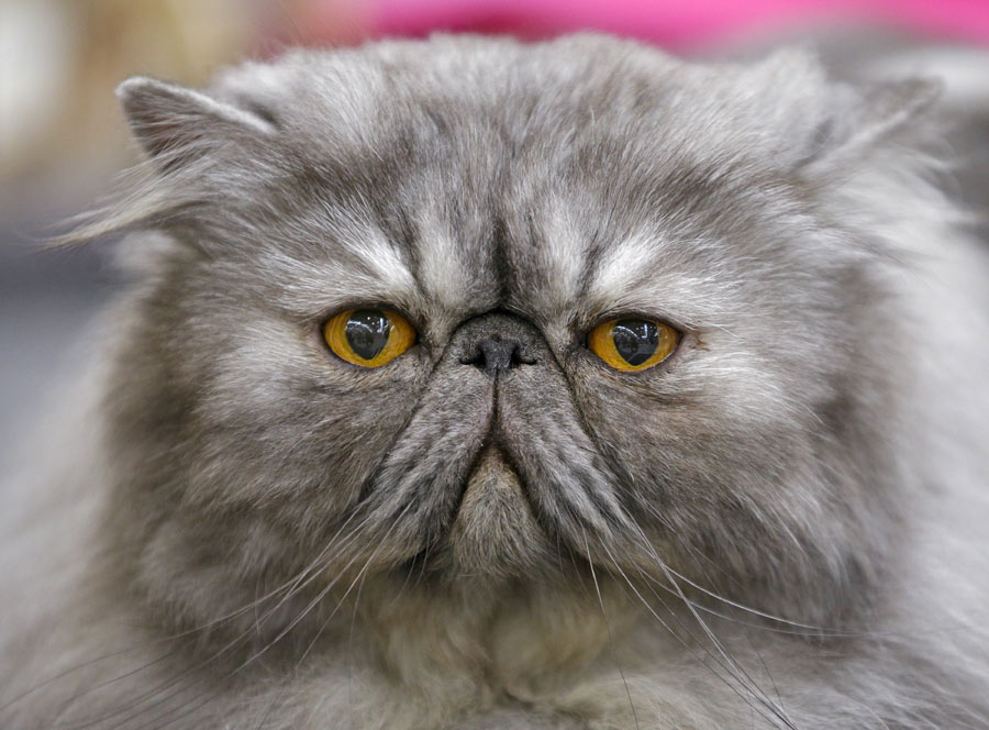 Mediterranean Winner 2016 cat show in Rome