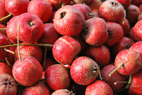 養(yǎng)生警惕：想要baby 18種食物絕對不能碰(組圖)