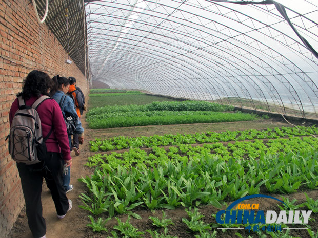 營養師深入生機莊園基地 揭秘有機蔬菜種植和營養