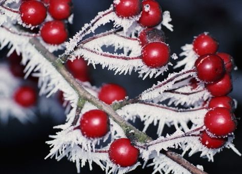 女人亂吃7種水果易毀容