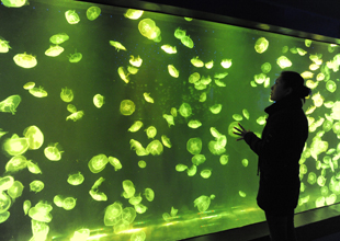 南京建成亞洲第一水母館