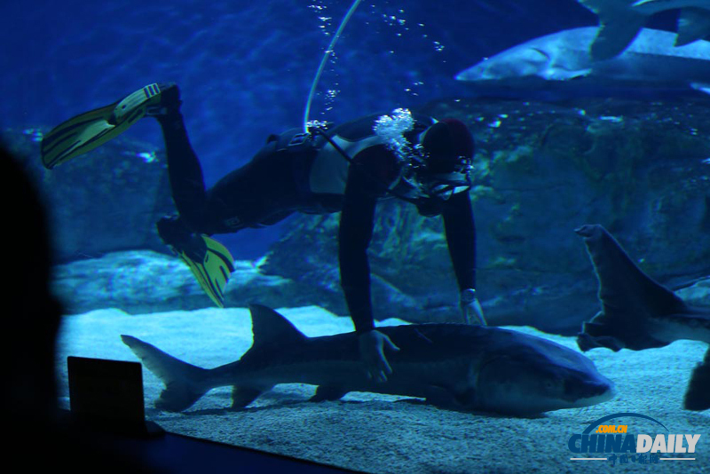 首次人工繁育中華鱘進京“坐月子”