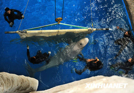 白鯨搬家[組圖]