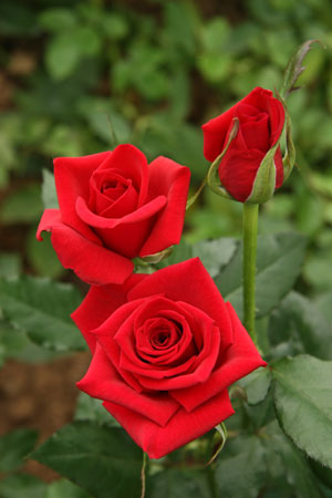 云南花卉熱銷海外市場 出口量和出口額同比增長51.5%、11.7%