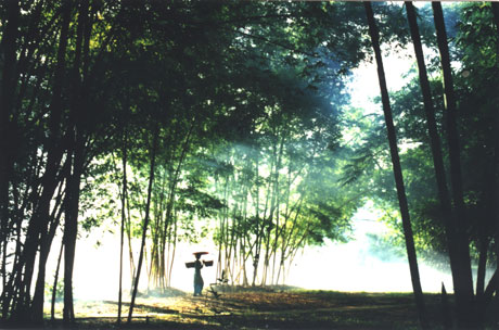 科學(xué)家版納植物園做導(dǎo)游