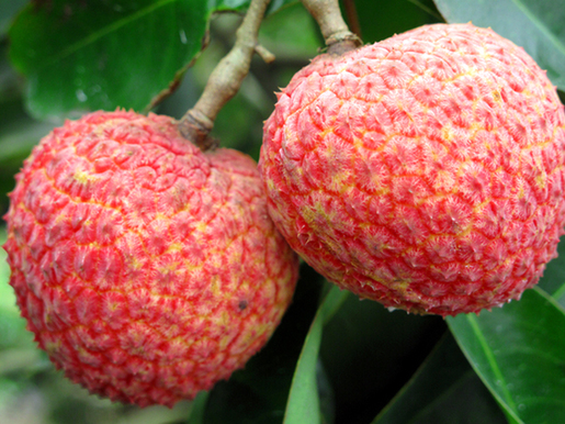 海口第三屆永興荔枝文化節今日開幕