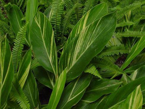 120多名國內外專家學者親近熱帶雨林