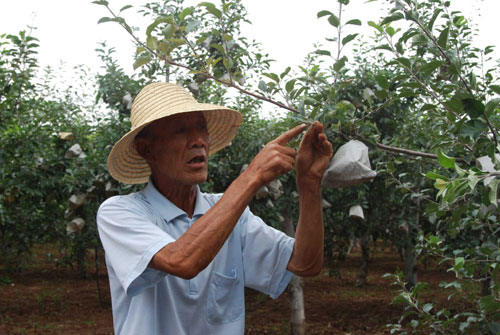 果業富民 銅川農民人均果業收入達到1779元