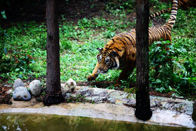 到云南野生動(dòng)物園“深入虎穴”近距離接觸老虎