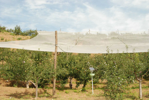 延安柳林鎮農戶靠種植山地蘋果致富[圖]
