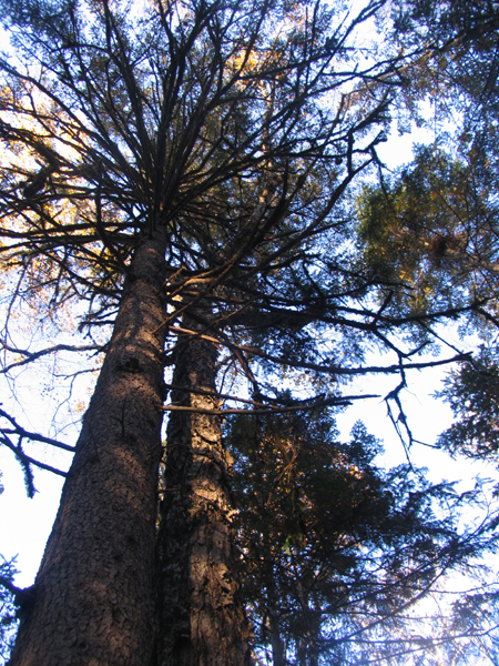 “第三屆龍江行”采訪團抵達伊春，感受“森林氧吧”