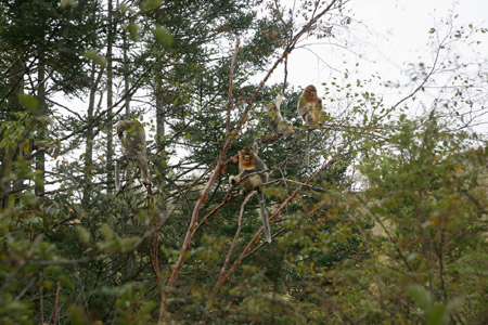 神農(nóng)架金絲猴科研觀賞成國內(nèi)靈長類生態(tài)旅游典范