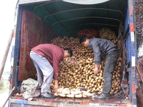 “西部藕鄉”四川永興鎮1.5萬畝蓮藕助農增收