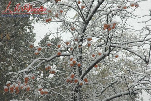 北京受降雪影響部分航班延誤 已啟動應急預案