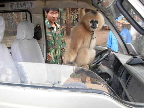 長臂猿“樂樂”開汽車(組圖)