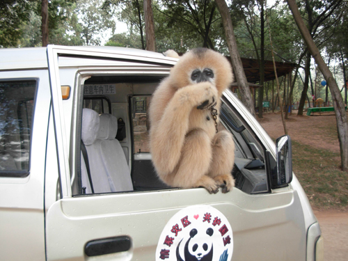 長臂猿“樂樂”開汽車(組圖)