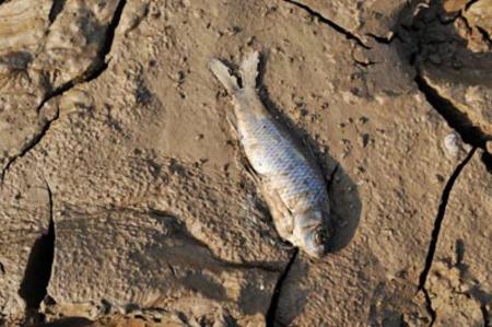 干旱致我國(guó)第二大淡水湖洞庭湖面積縮小一半
