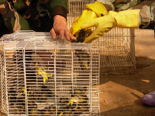 男子收購203只野鳥被抓現(xiàn)行(組圖)