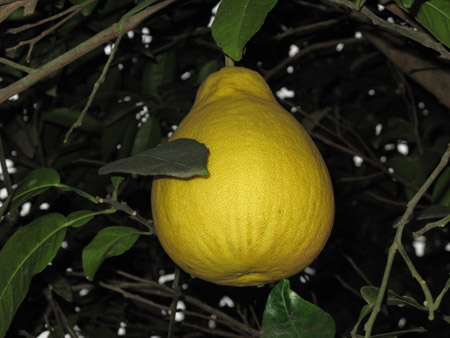 15國外國專家參觀重慶地理商標(biāo)產(chǎn)品基地